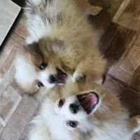Малки кученца померански шпиц, снимка 8 - Померан - 45465188