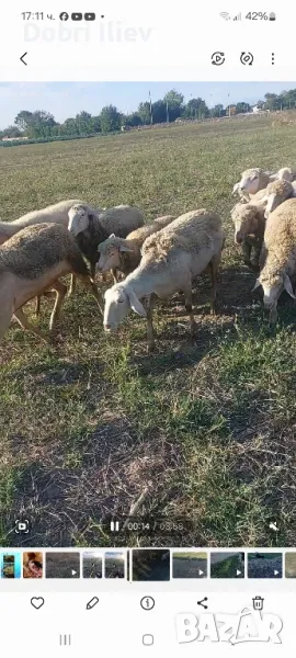 Продавам редовни млади овцета, снимка 1