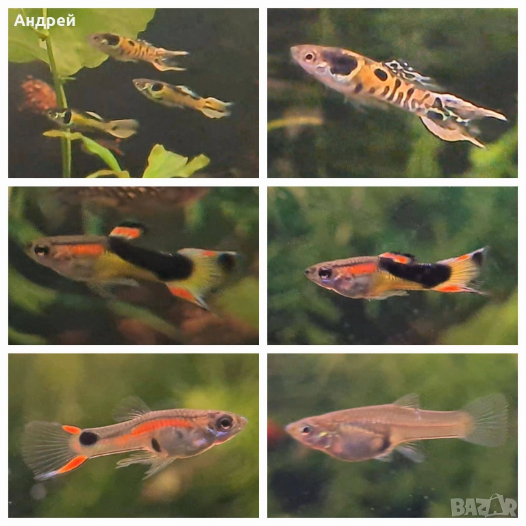 Гупи ендлер, снимка 1