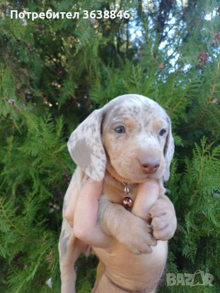 Мини дакел , снимка 1