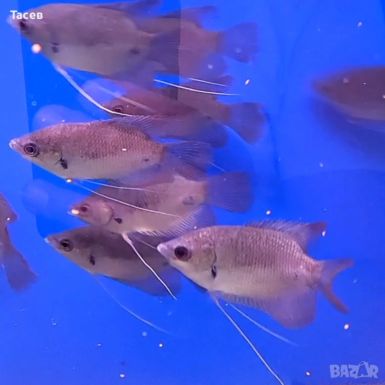 Red tail gourami 9-10см, снимка 1