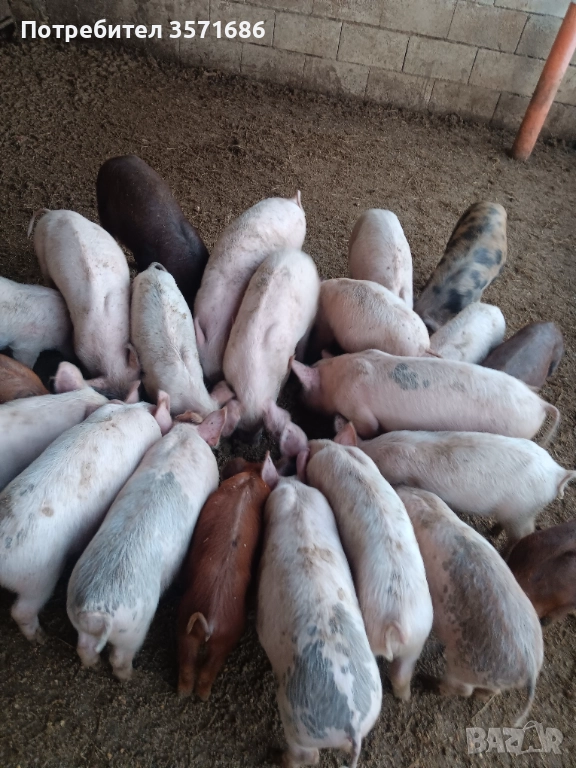 Продавам малки прасенца , снимка 1