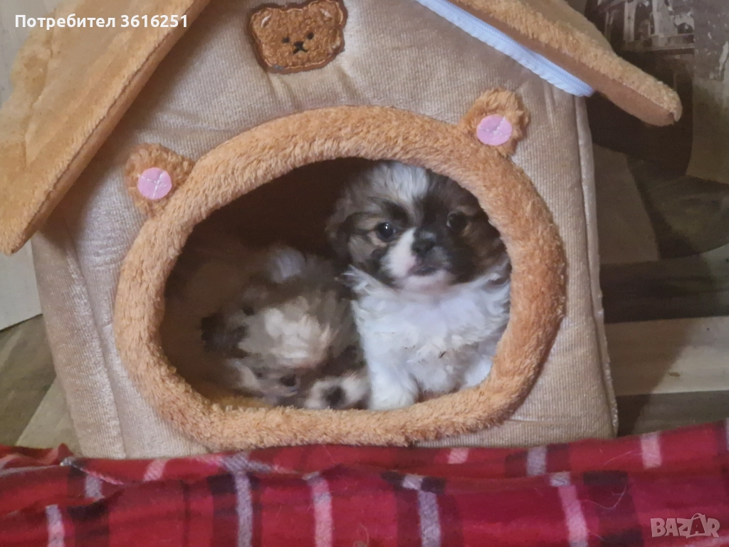 Мъжко пекинезче, снимка 1