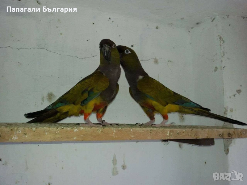 Работна двойка Патагонски Папагали, снимка 1