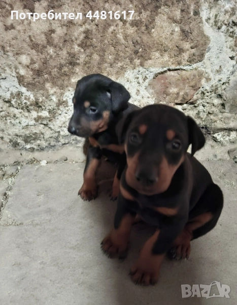 Доберманчета, снимка 1