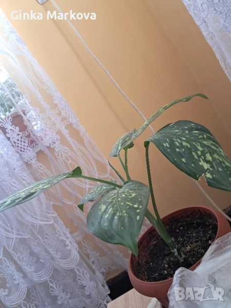 Дифенбахия - 6лв., снимка 1
