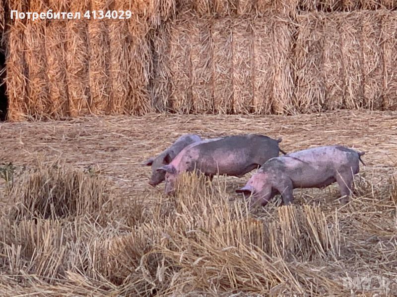   Малки отбити прасенца,Агнета, Шилета,Млади Кочове,месодайни крави и телета-ангъс абърдийн, снимка 1