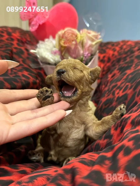 Пудел той, снимка 1