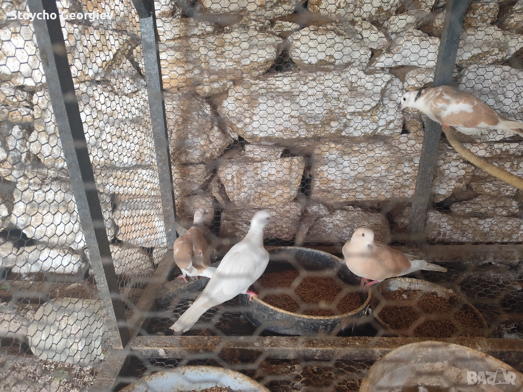 Скумруци, снимка 1