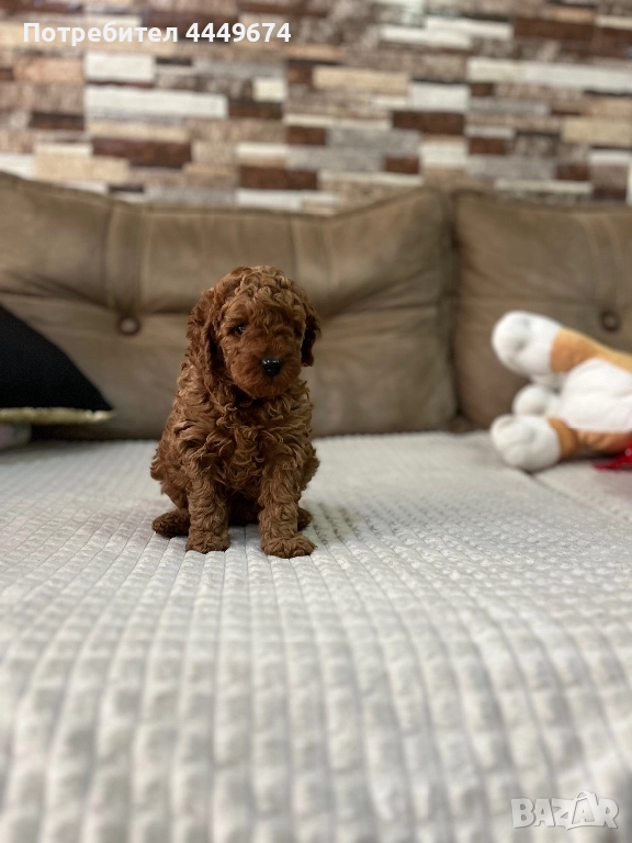 Мини пудел, снимка 1