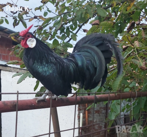 Продавам черен Розкомб., снимка 13 - Кокошки и пуйки - 40147963