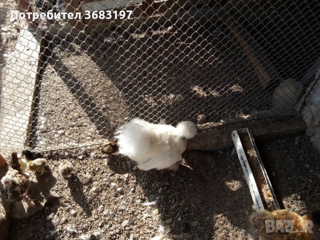 Различни породи пилета, снимка 9 - други­ - 45253719