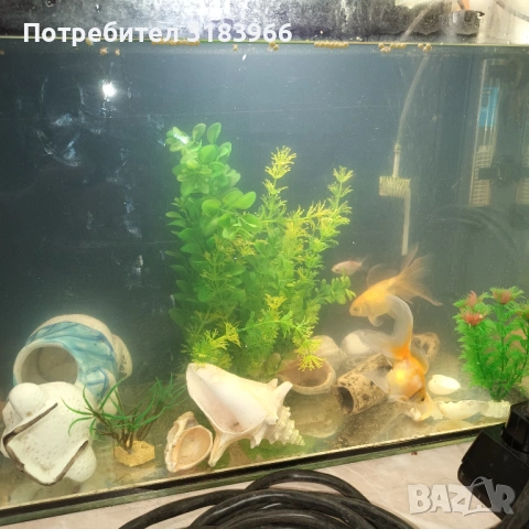 голям аквариум с рибки оборудван 50 х 40 х 24, снимка 11 - Аквариуми - 53830698