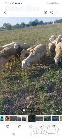 Продавам редовни млади овцета, снимка 1