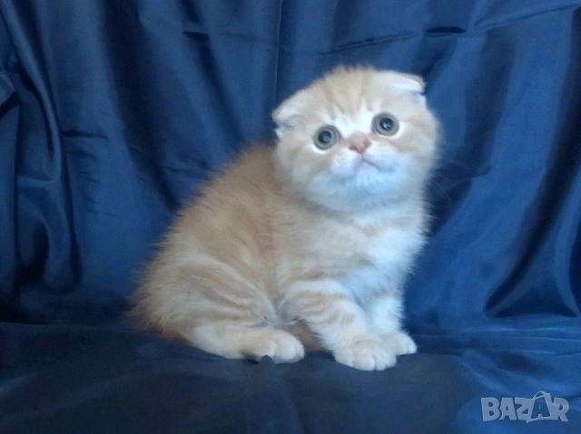 Клепоухи късокосмести котета, снимка 12 - Британска късокосместа - 43400066
