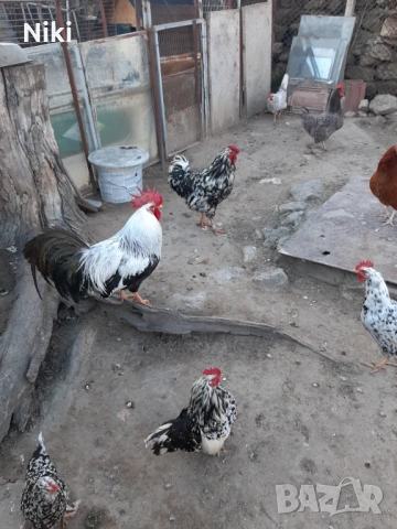 Продавам минало годишни кокошки 5бр.и два броя петли, снимка 4 - други­ - 54037469