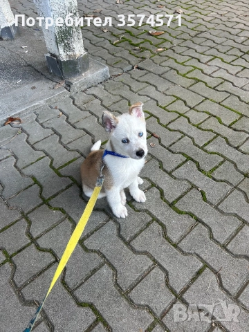 Малко кученце, снимка 7 - Други - 52805848