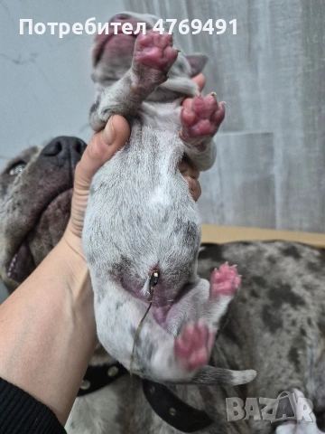 XL American bully's с родословие и сертификати , снимка 8 - Американски стафордширски териер - 53882558