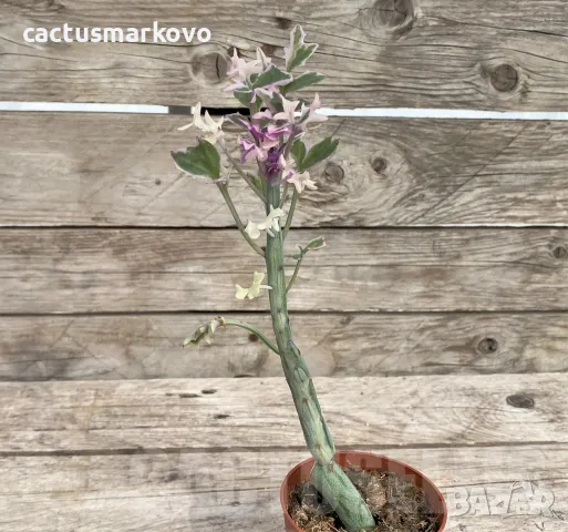 Senecio articulatus variegata, снимка 1 - Стайни растения - 47617100