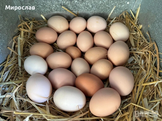 Яйца от селски кокошки, снимка 2 - Кокошки и пуйки - 54028461