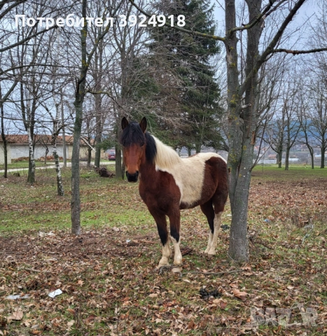 Продавам шарен кон жеребец , снимка 4 - Коне - 52837357