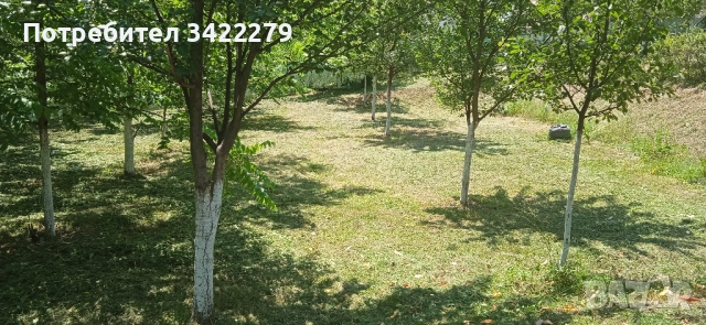 Опасни дървета рязане косене непроходима растителност почистване от-до, снимка 6 - Други услуги - 49352802