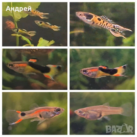 Гупи ендлер