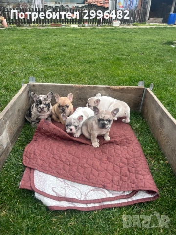 Френски булдог, снимка 7 - Френски булдог - 53657335