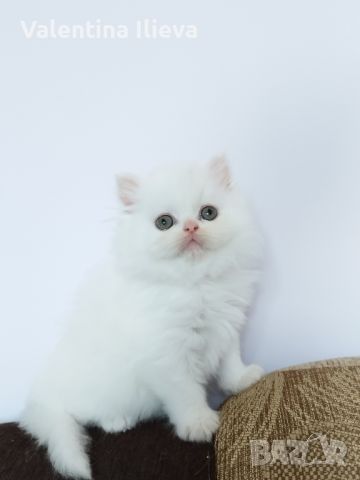 Персийски котета , снимка 5 - Персийска - 46273158