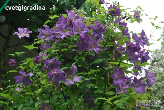 Clematis ‘Solina’, снимка 3 - Градински цветя и растения - 50937597