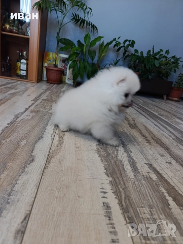 померан момче , снимка 4 - Померан - 52928704