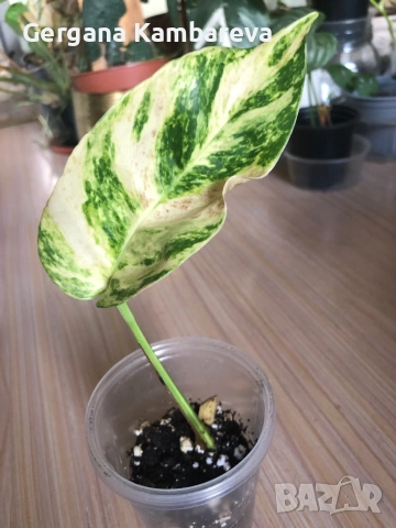 Epipremnum pinnatum Yellow Flame 