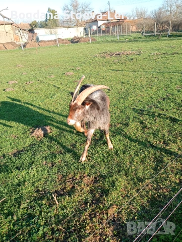 2 кози , снимка 3 - Кози - 53851534