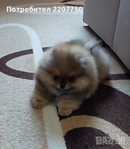 продавам померан , снимка 3 - Померан - 53241768