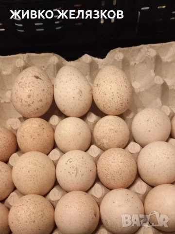 ПРОДАВАМ ОПЛОДЕНИ КОКОШИ ЯЙЦА , ЗА РАЗПЛОД, снимка 12 - Кокошки и пуйки - 53923856