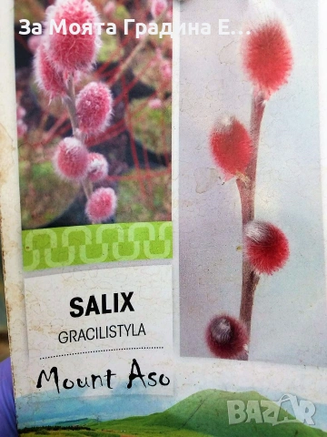 Бреза и Върба, снимка 2 - Градински цветя и растения - 53744199