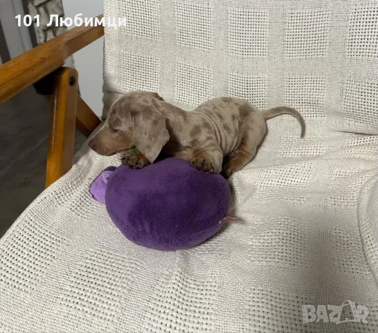  Дакел мини, снимка 8 - Дакели - 48256802