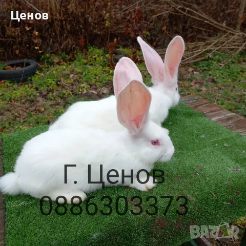 Продавам бели великани, снимка 4 - Други животни - 48347063