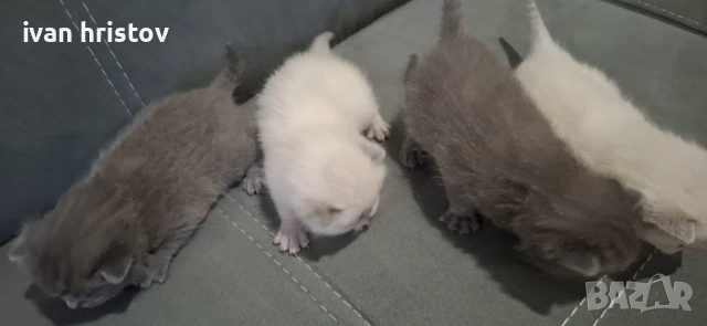 Британско Късокосмести Котета, снимка 4 - Британска късокосместа - 52619344