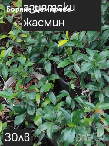 Моите цветя, снимка 14 - Градински цветя и растения - 52213640