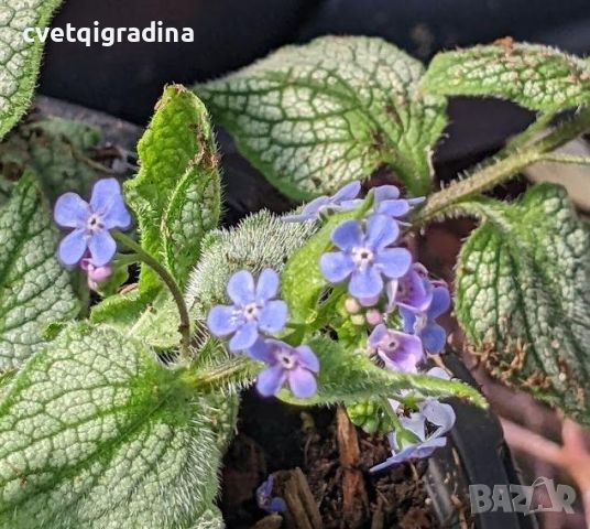 Brunnera Silver Heart(Брунера Сребърно сърце), снимка 2 - Градински цветя и растения - 46183783