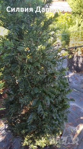 Тис, снимка 8 - Градински цветя и растения - 52501681
