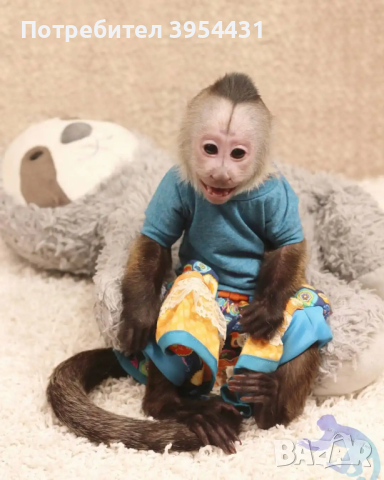 налични здрави маймуни капуцин., снимка 6 - Изгубени/намерени - 44948261