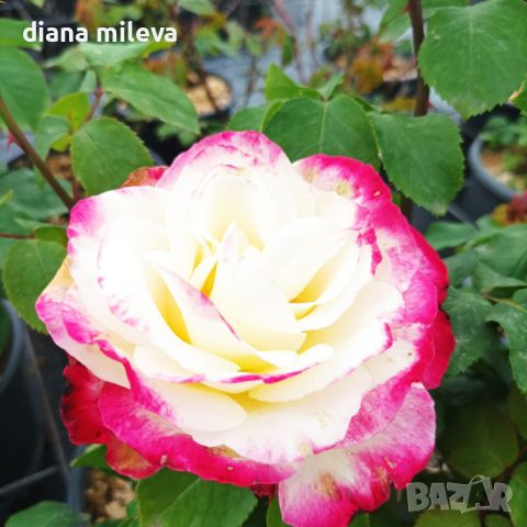 Роза сорт Double Delight,  Дабъл Дилайт, Двойно удоволствие, снимка 2 - Градински цветя и растения - 45830039