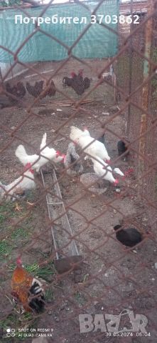 Бял Легхорн, снимка 2 - Кокошки и пуйки - 46233213