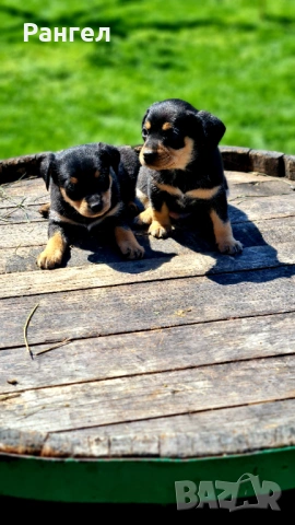 Пинчери , снимка 2 - Пинчер - 53706784