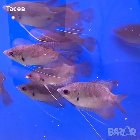 Red tail gourami 9-10см