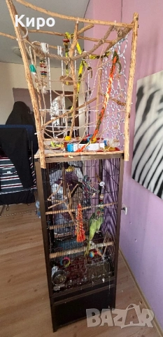 Голям Александър с клетка , снимка 3 - Папагали - 53729907