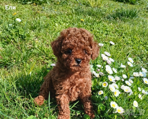 Той пудел момченца