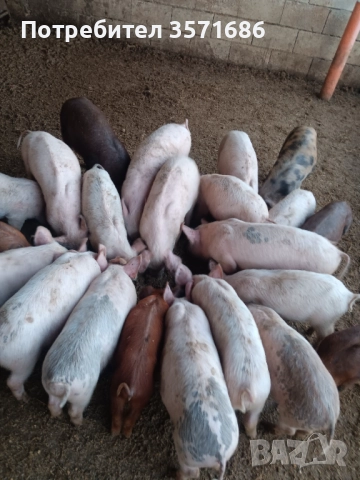 Продавам малки прасенца 